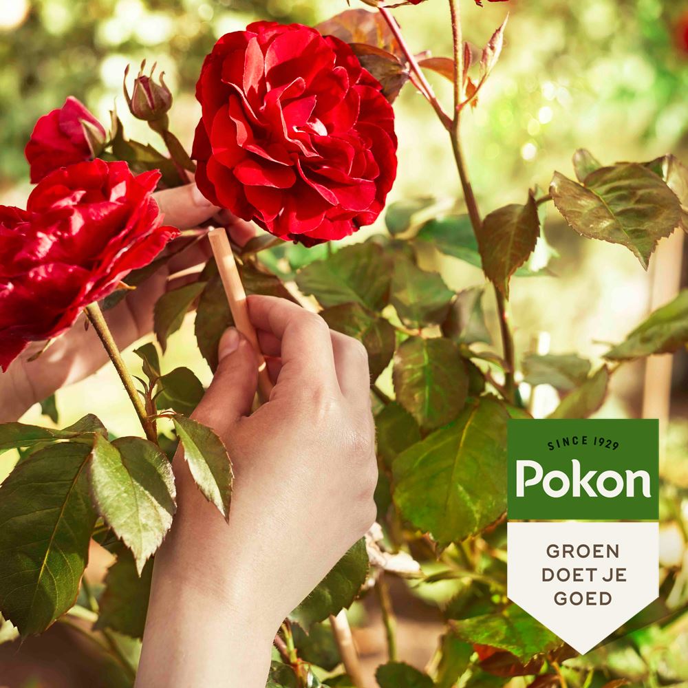 Pokon-Rozen-Voeding-1kg