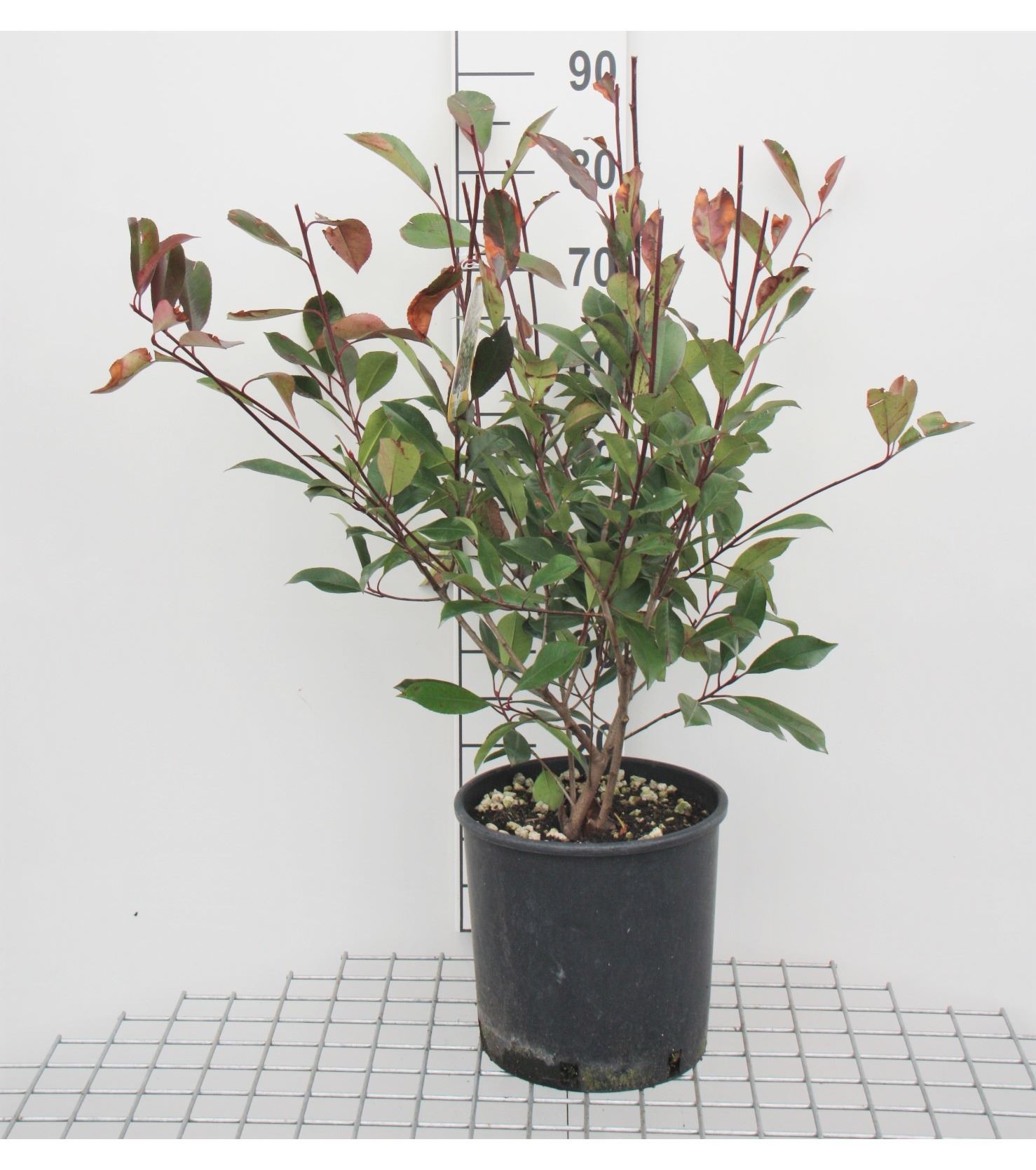 Photinia x fraseri 'Red Robin' - pot 10L - 100-125 cm