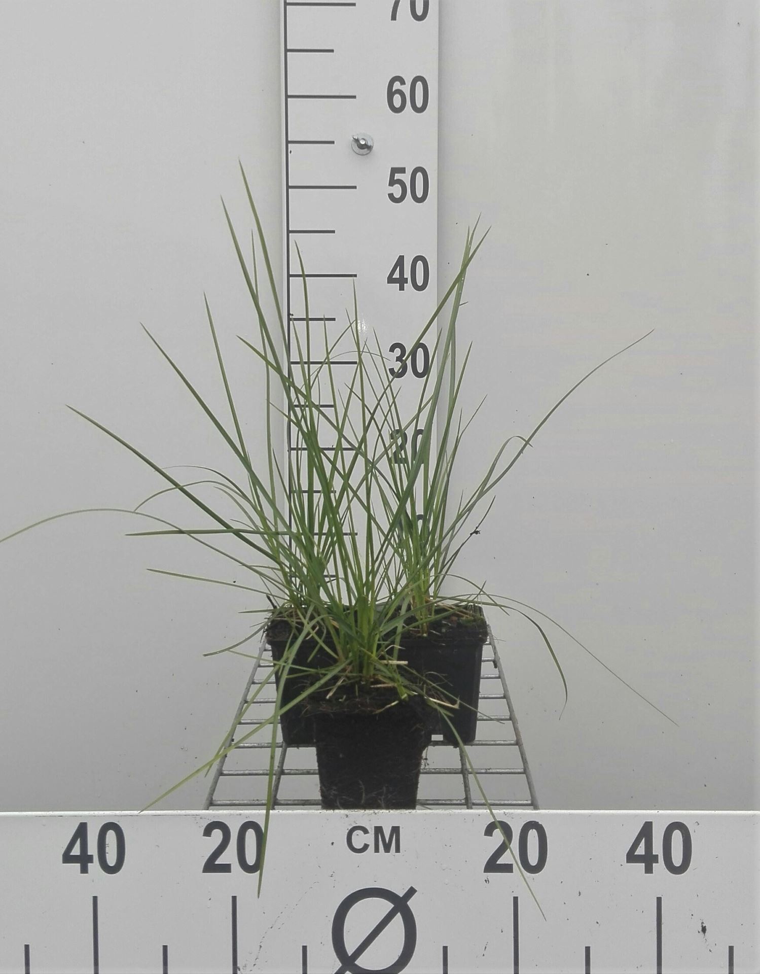 Sesleria autumnalis - pot 9x9 cm