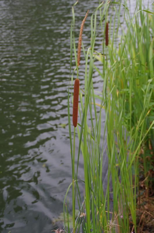 Plantenfiche-Typha-angustifolia