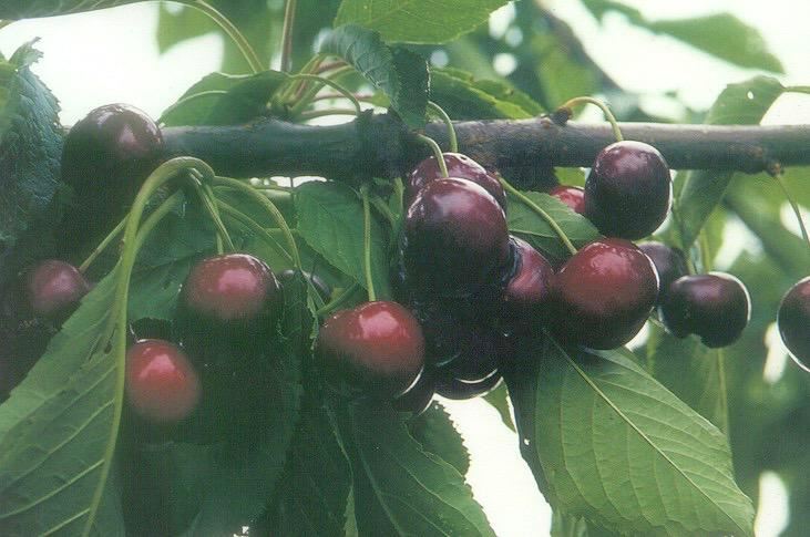 Plantenfiche-Prunus-avium-Sunburst-Zoete-kers-