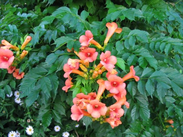 Plantenfiche-Campsis-x-tagliabuana-Kudian-Indian-Summer-