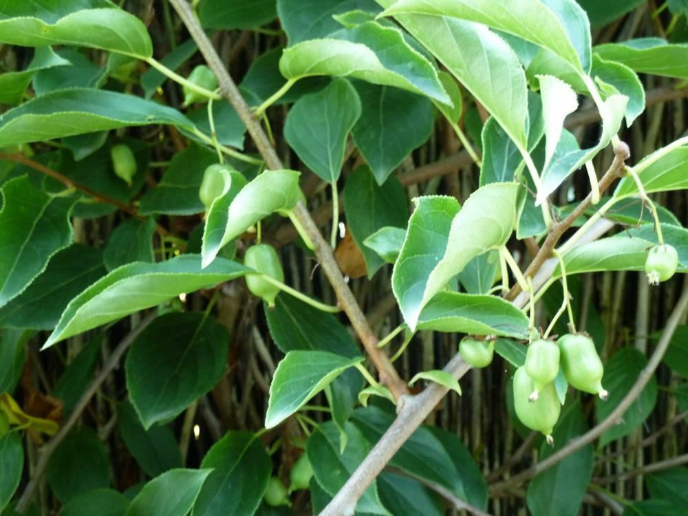 Plantenfiche-Actinidia-arguta-Issai-Kiwibes-