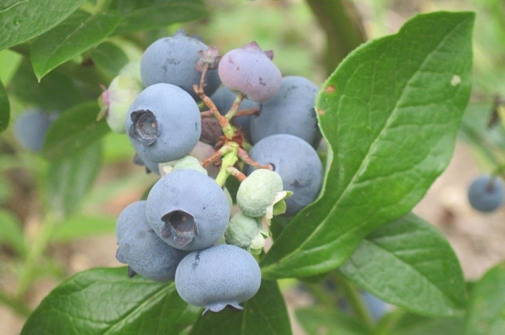 Vaccinium corymbosum 'Patriot' - pot - 30-40 cm