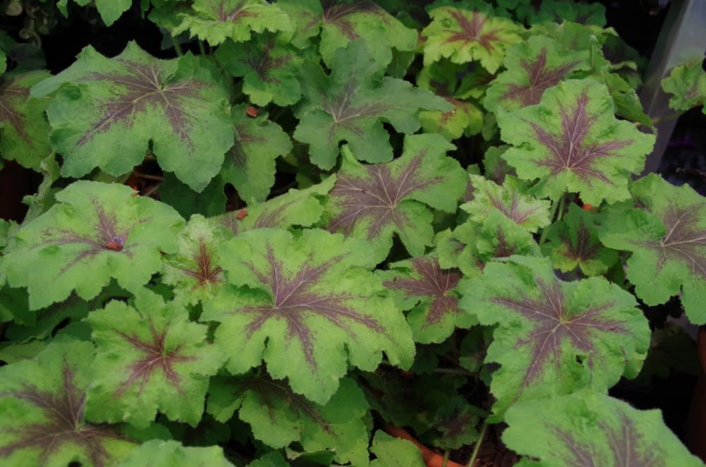 Plantenfiche-xHeucherella-Art-Nouveau-
