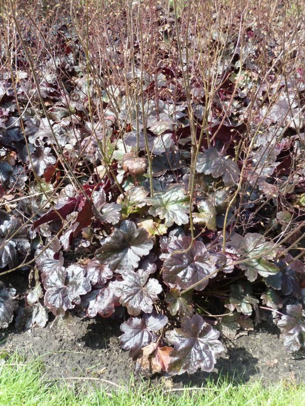 Plantenfiche-Heuchera-Obsidian-