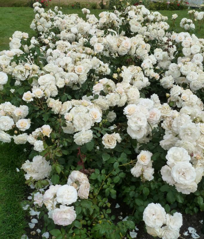 Plantenfiche-Rosa-Orybie-Poustinia-