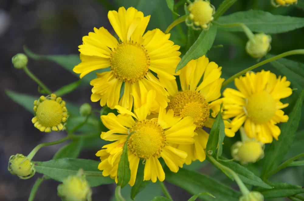 Plantenfiche-Helenium-Sombrero-