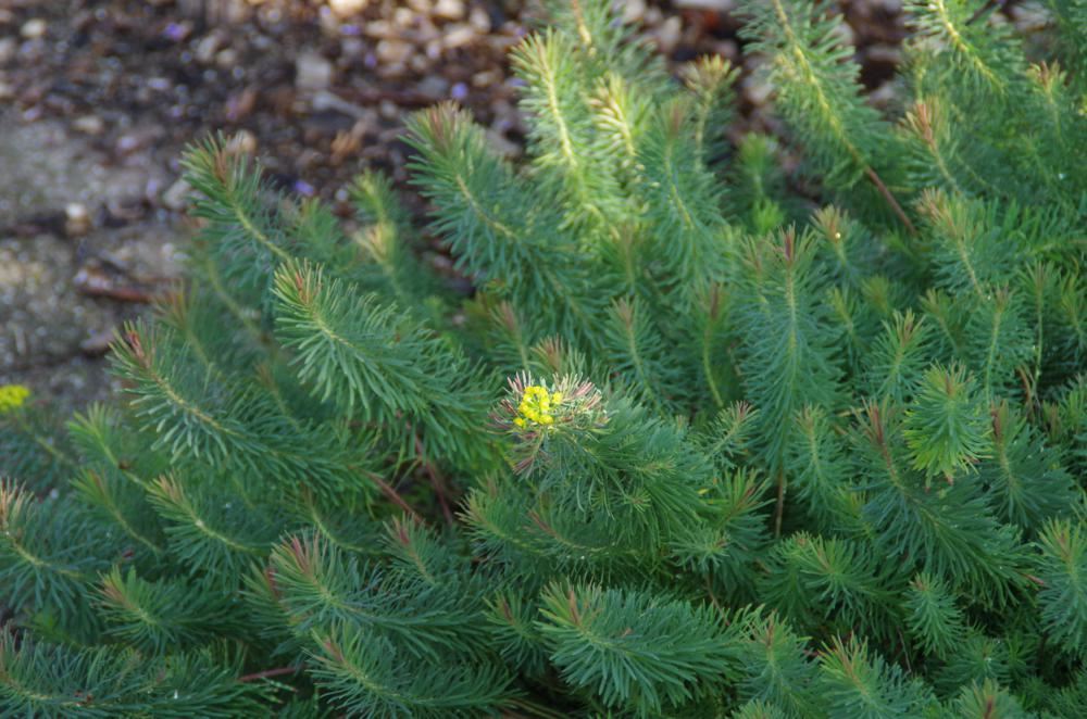 Plantenfiche-Euphorbia-cyparissias-Clarice-Howard-