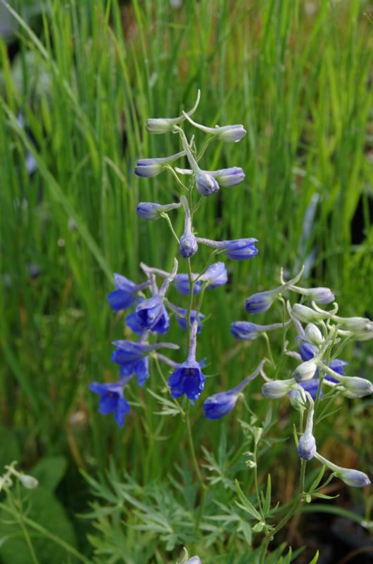 Plantenfiche-Delphinium-Volkerfrieden-