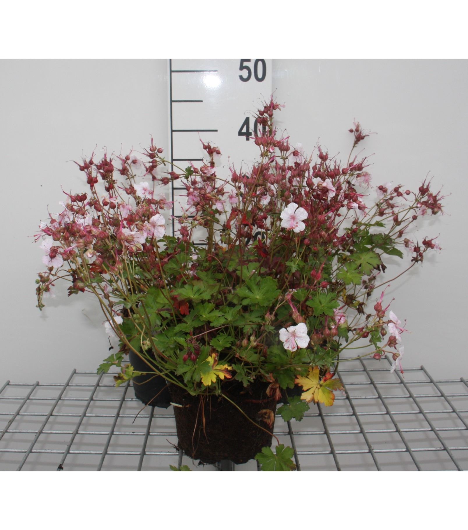 Geranium x cantabrigiense 'Biokovo' - pot 2L