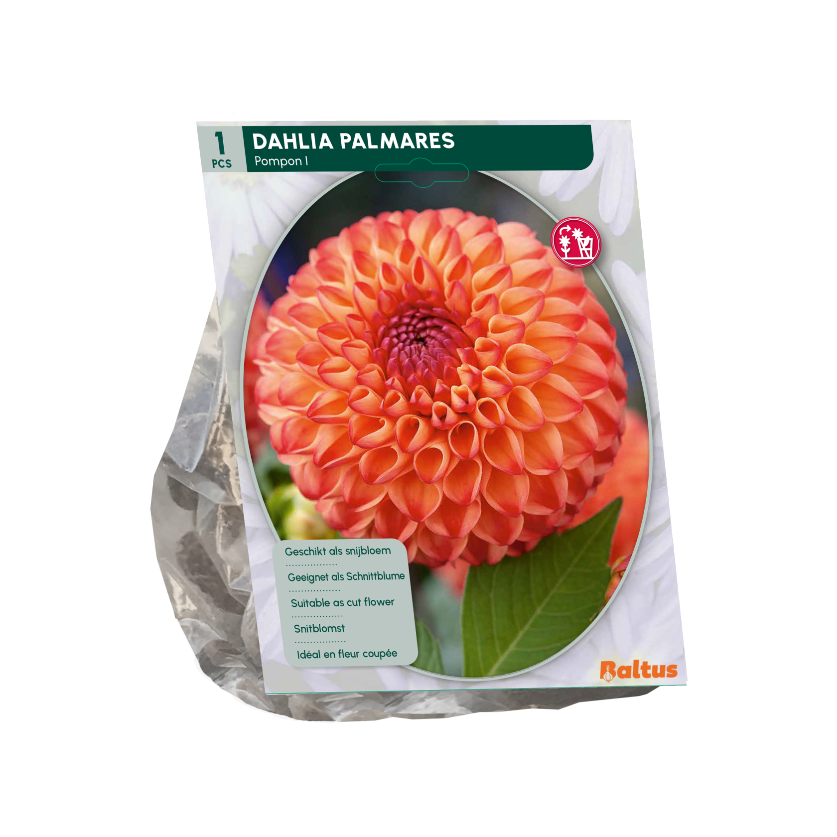 Baltus dahlia 'Pompon Palmares' - Autumn flowers - 1 bulb (orange)