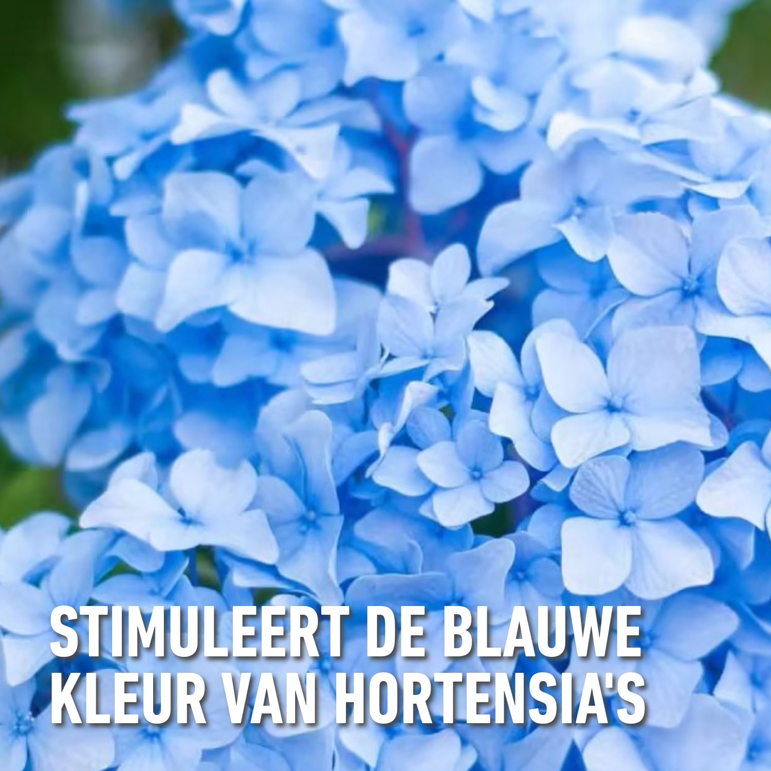 Compo-blauwmaker-hortensia-s-800gr