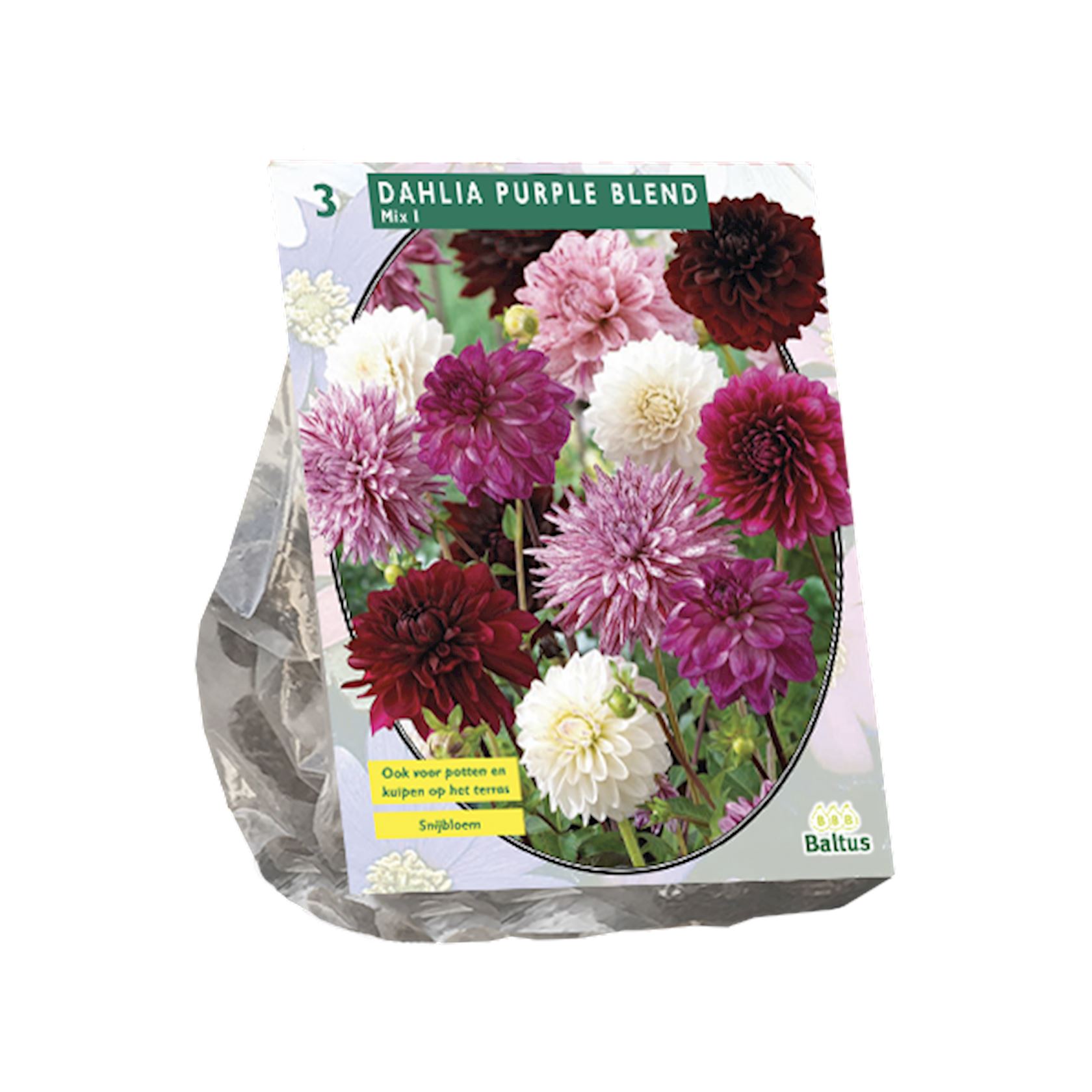 Baltus dahlia 'Purple Blend' - Voorjaarsbloembollen - Per 3 bollen (rood, paars, wit)