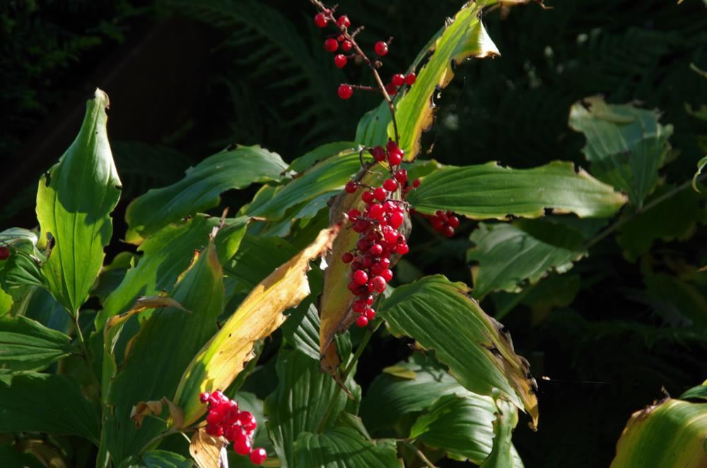 Plantenfiche-Maianthemum-racemosum