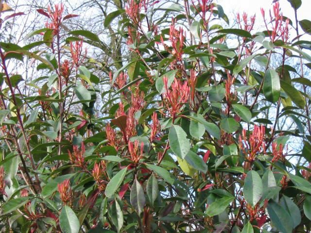 Plantenfiche-Photinia-x-fraseri-Red-Robin-