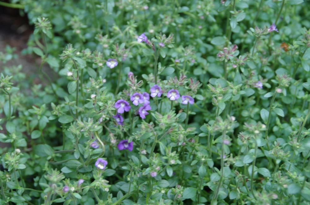 Plantenfiche-Chaenorhinum-origanifolium-Blue-Dream-