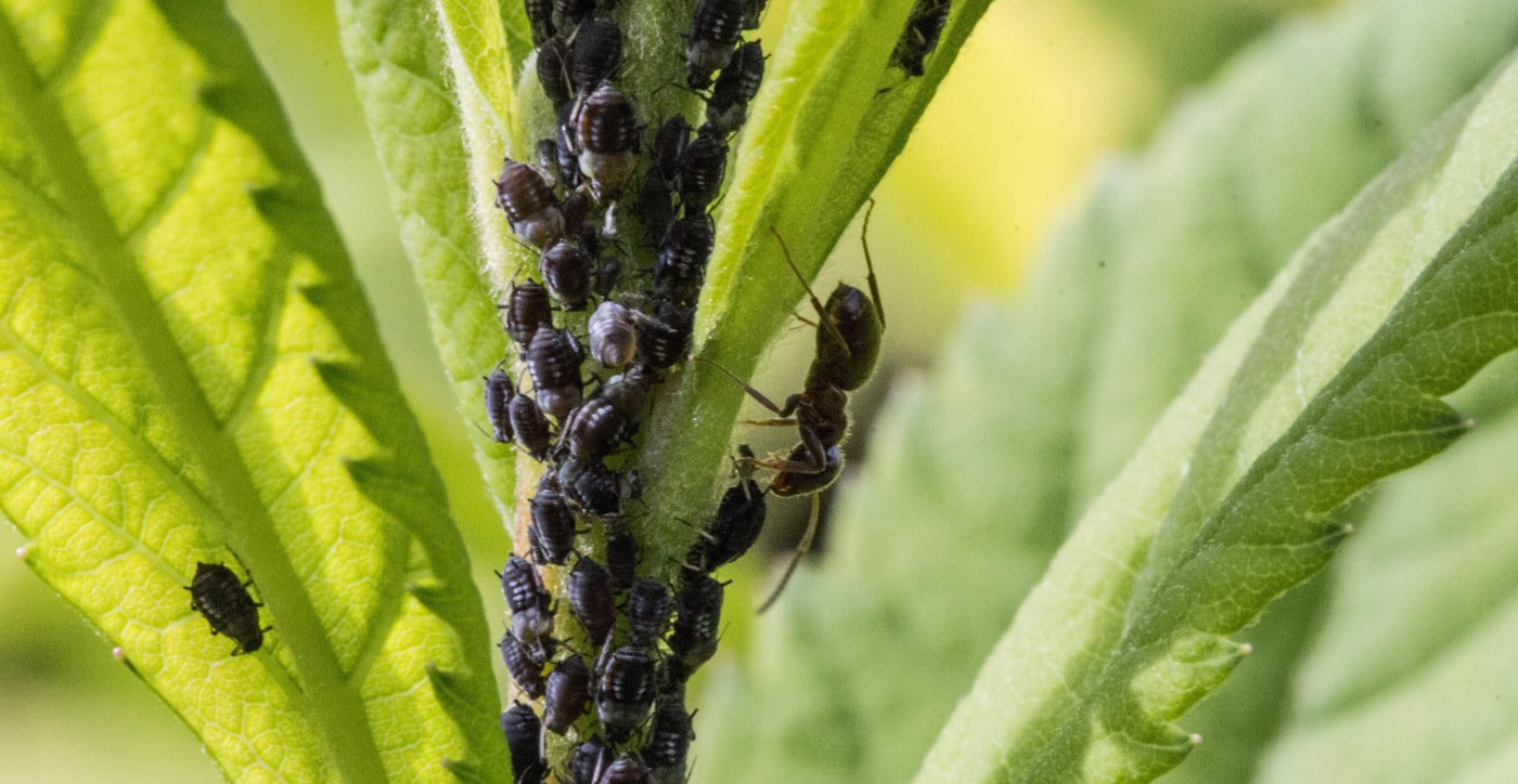 bladluizen en mier
