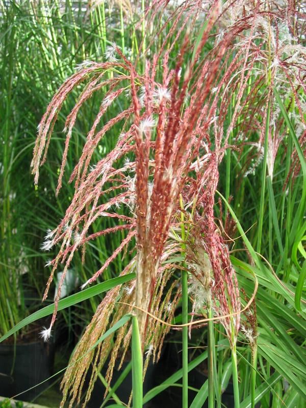 Plantenfiche-Miscanthus-sinensis-Flamingo-