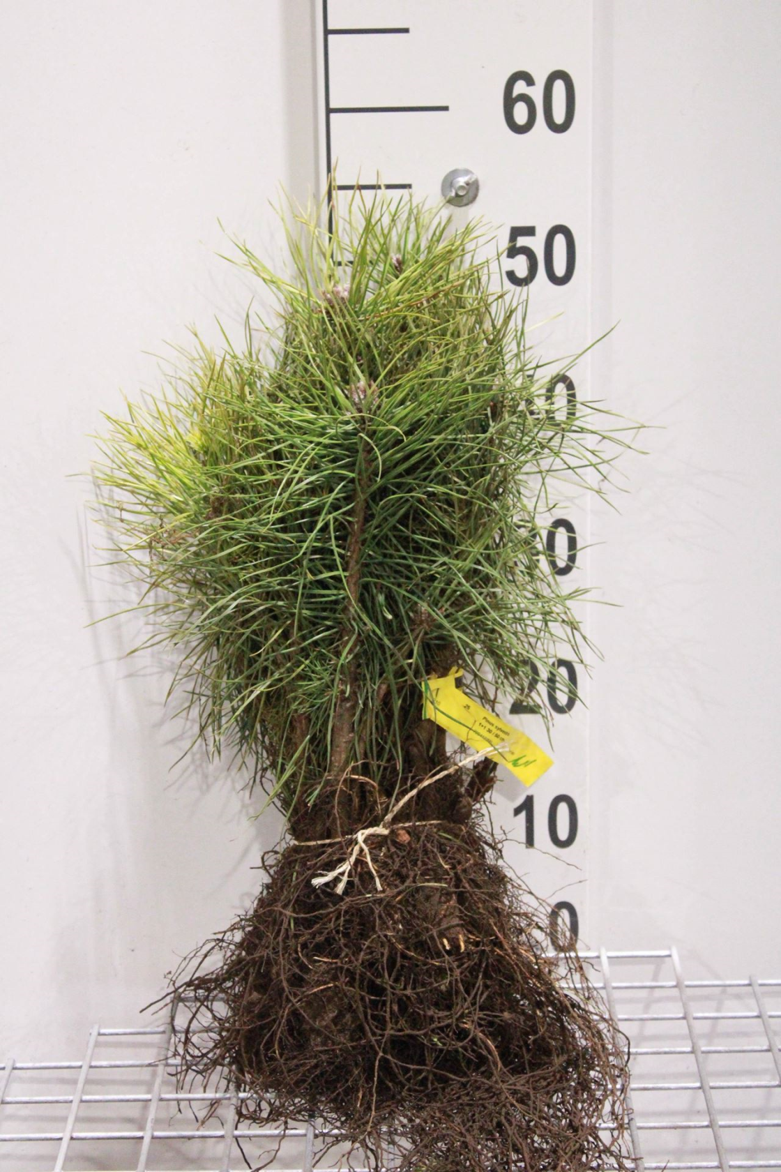Pinus sylvestris - bare root - 30-50 cm