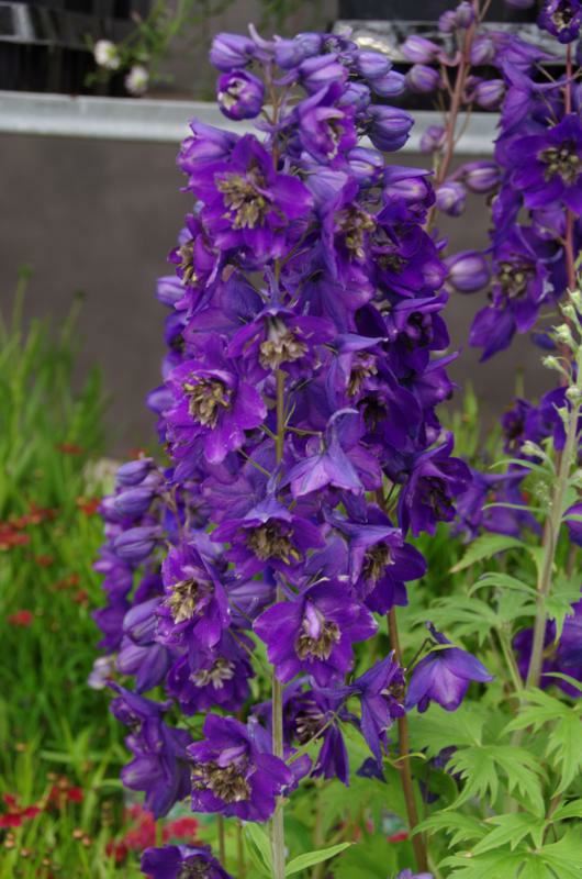 Plantenfiche-Delphinium-Black-Knight-