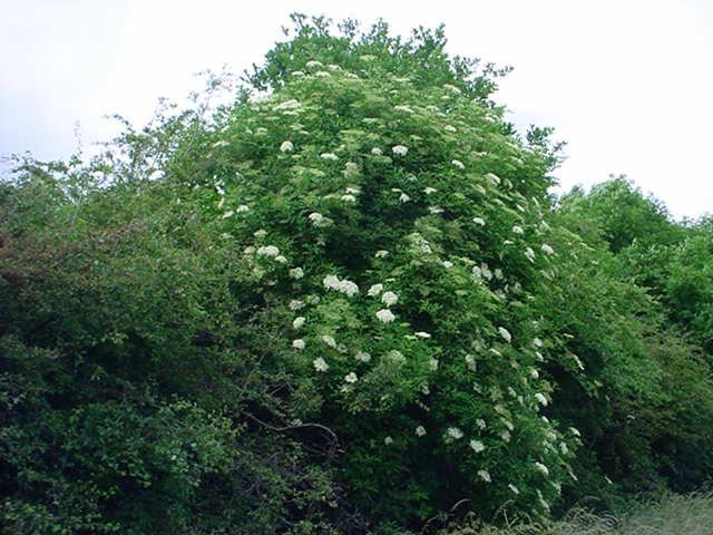 Plantenfiche-Sambucus-nigra-Gewone-vlier-