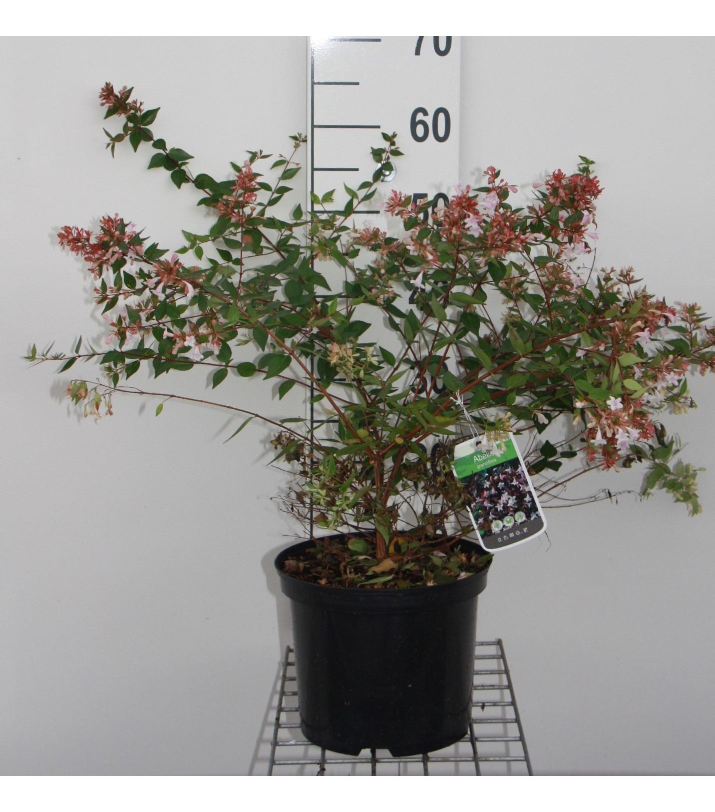 Abelia x grandiflora - pot 5L - 40-60 cm