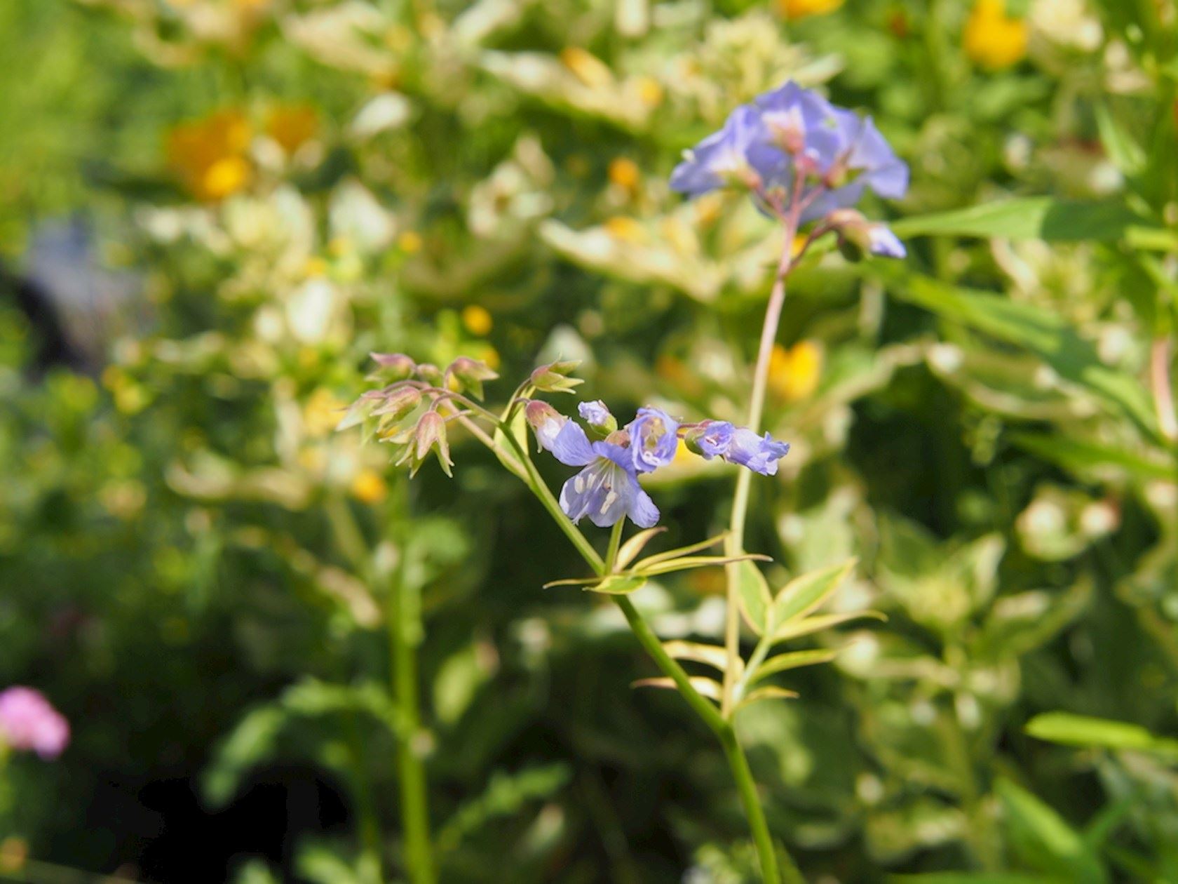 Plantenfiche-Polemonium-reptans-Stairway-to-Heaven-
