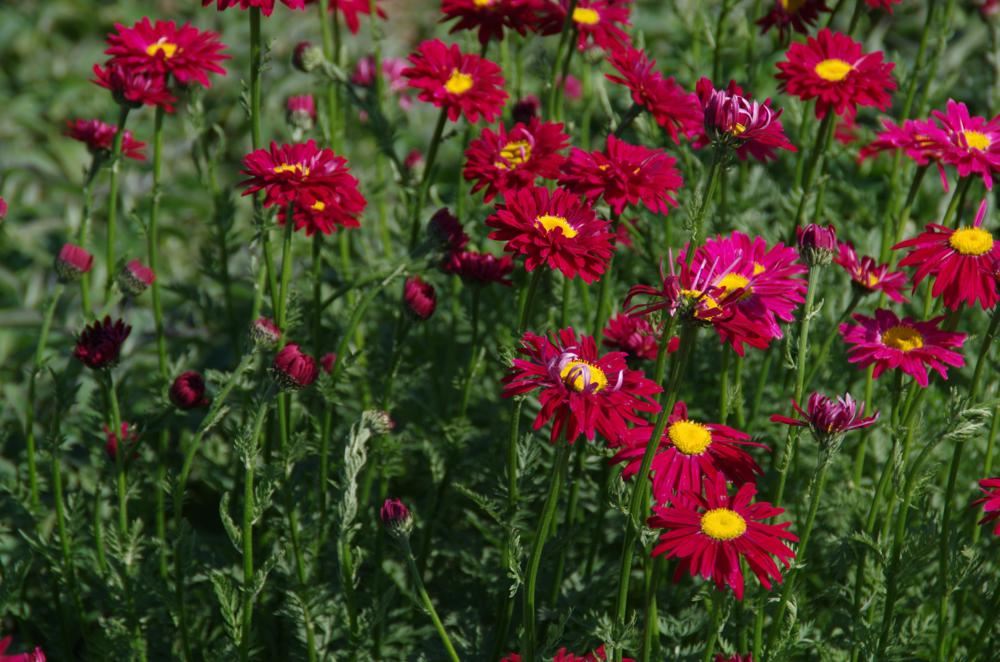 Plantenfiche-Tanacetum-Robinson-s-Red-
