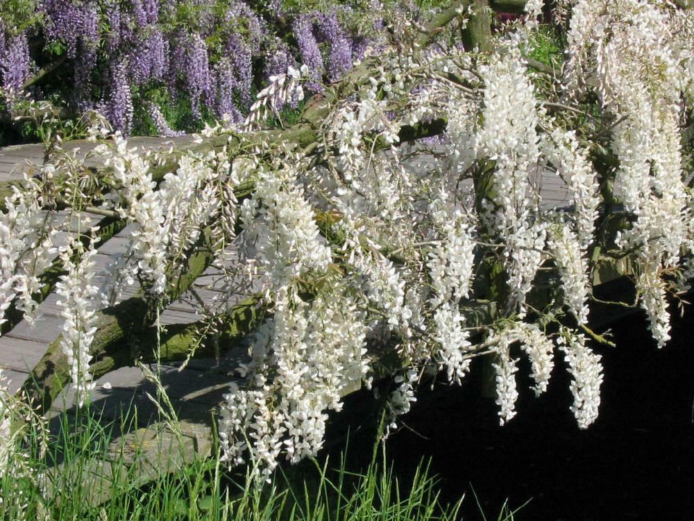 Plantenfiche-Wisteria-sinensis-Alba-