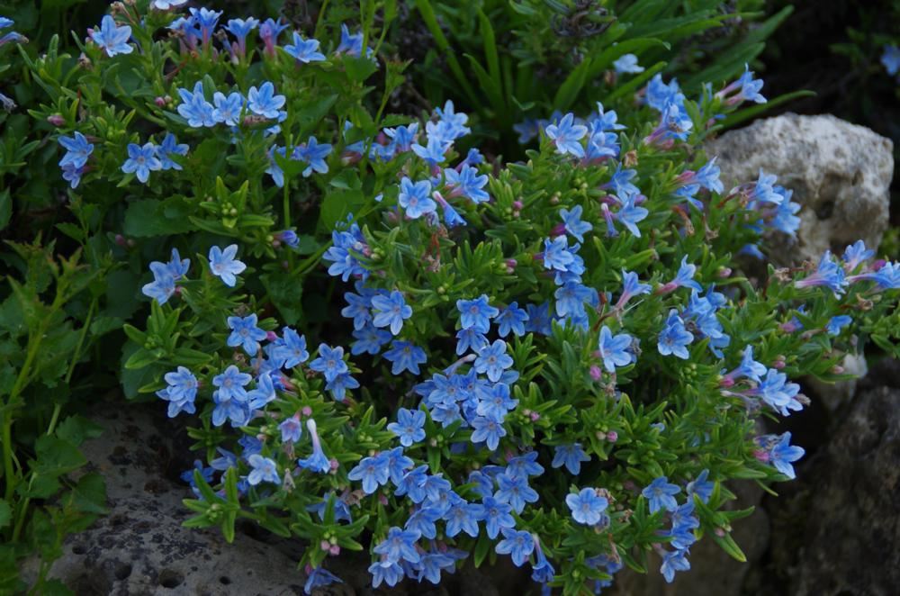 Plantenfiche-Lithodora-diffusa-Cambridge-Blue-