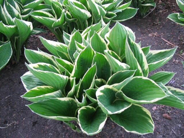 Plantenfiche-Hosta-Francee-