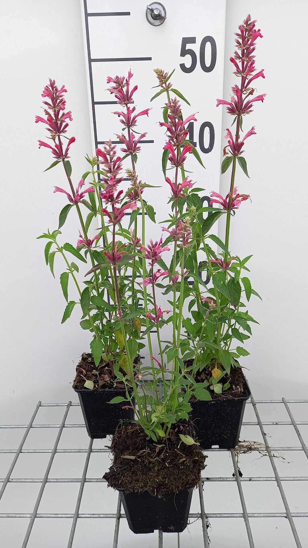 Agastache mexicana 'Red Fortune' - pot 9x9 cm