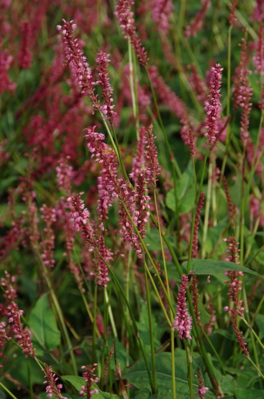 Plantenfiche-Persicaria-amplexicaulis-High-Society-
