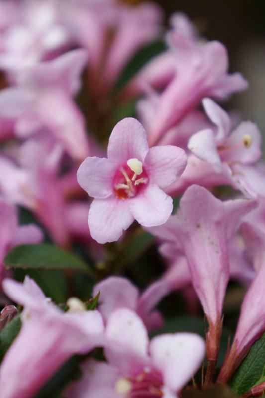 Plantenfiche-Weigela-florida-Plangen-Pink-Poppet-