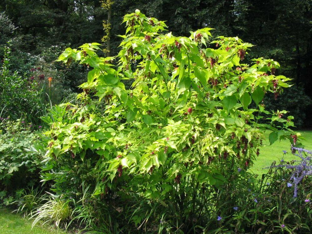 Plantenfiche-Leycesteria-formosa-Notbruce-Golden-Lanterns-