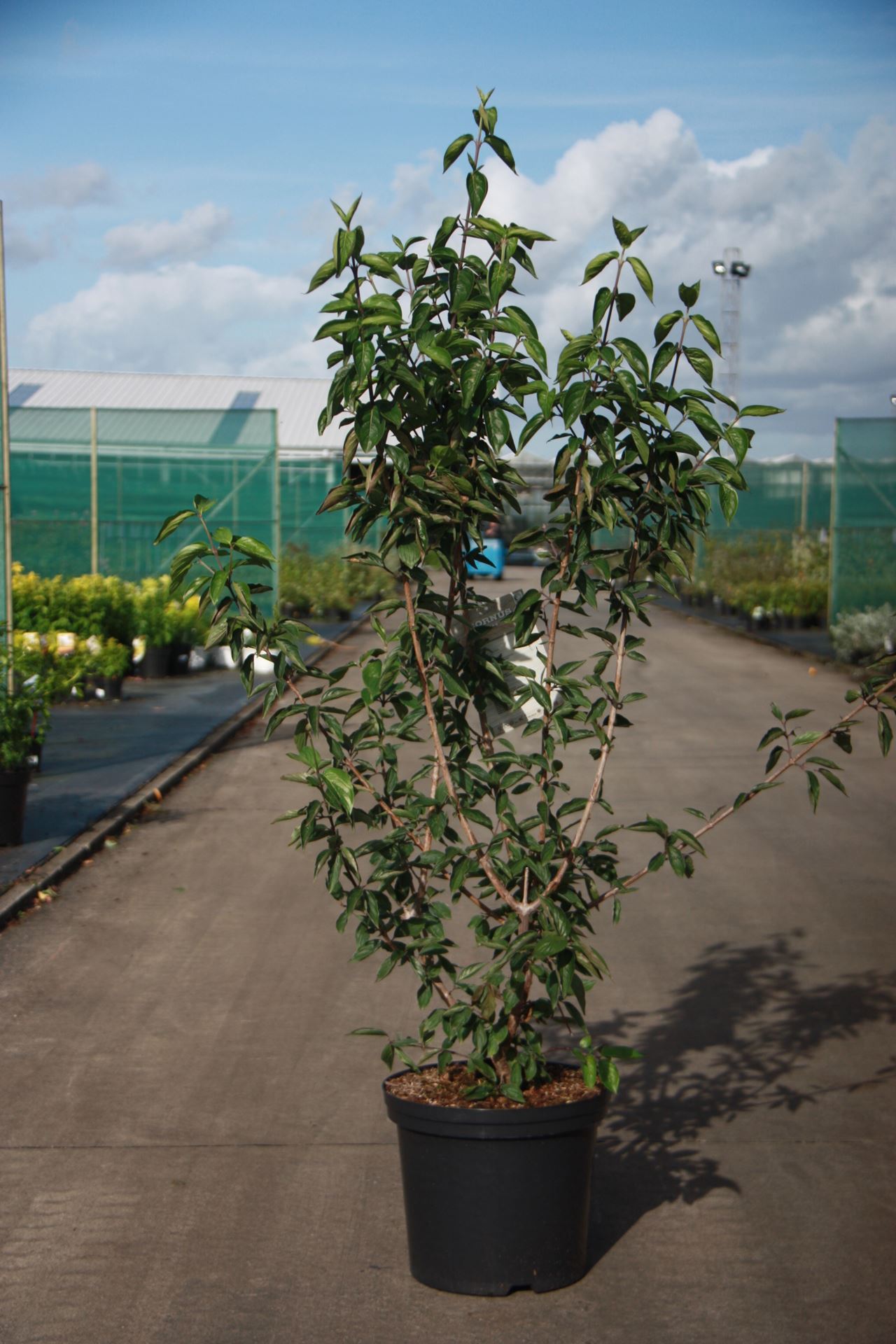 Cornus mas - pot 12L - 100-125 cm
