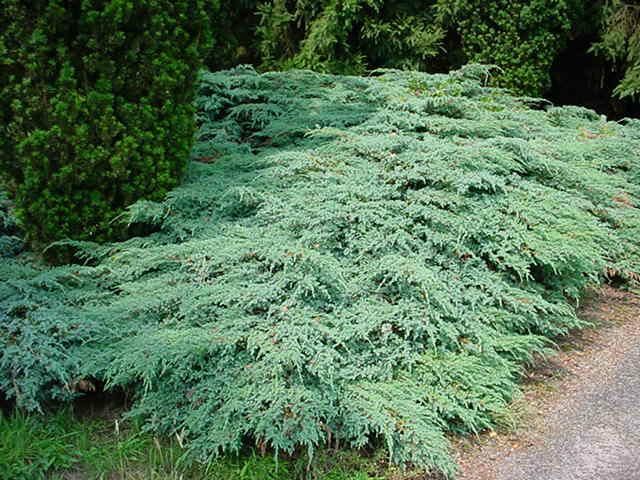 Plantenfiche-Juniperus-squamata-Blue-Carpet-