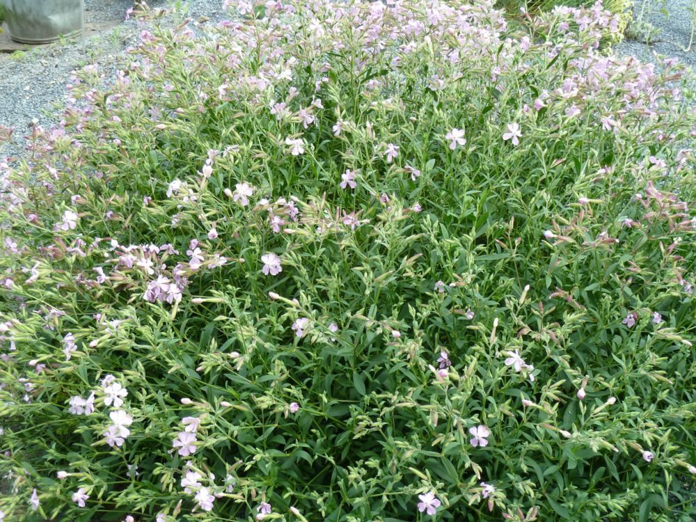 Plantenfiche-Saponaria-x-lempergii-Max-Frei-