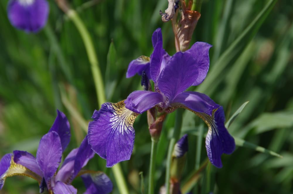 Plantenfiche-Iris-sibirica-Caesar-s-Brother-