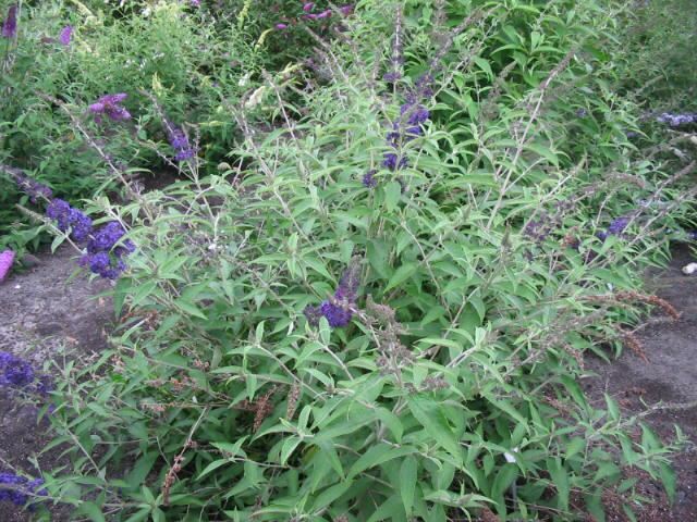 Plantenfiche-Buddleja-davidii-Adokeep-