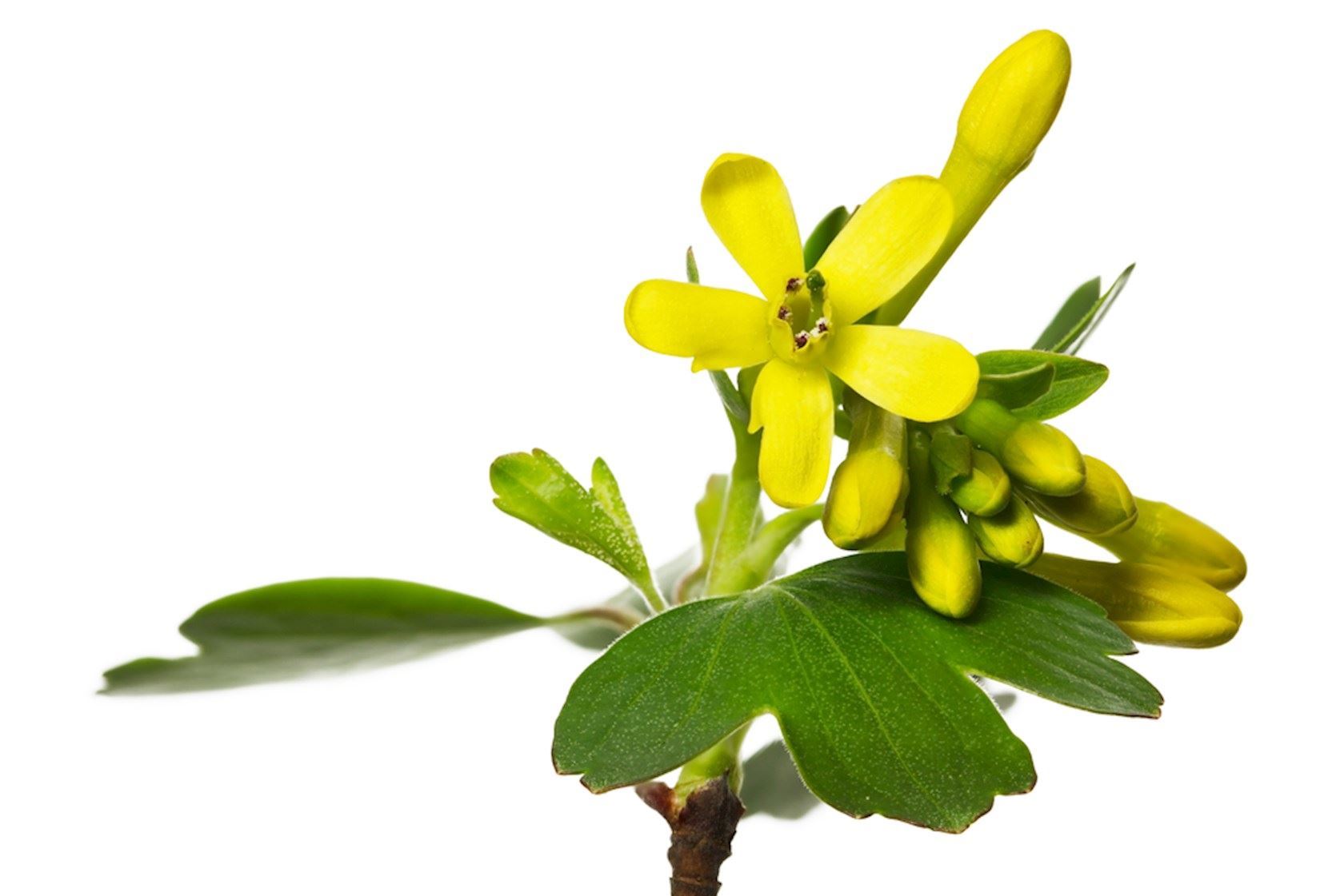 Plantenfiche-Ribes-odoratum-Gele-alpenbes-
