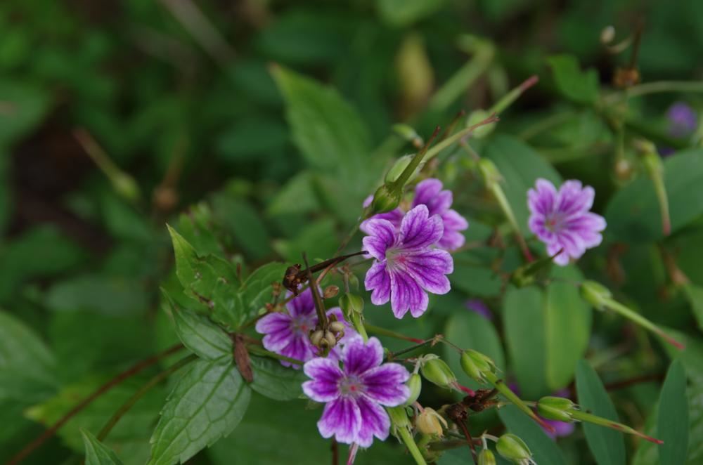 Plantenfiche-Geranium-nodosum-Clos-du-Coudray-