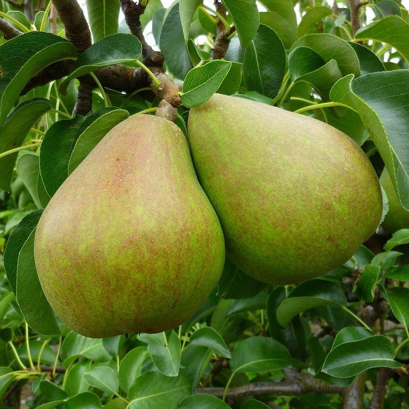 Pyrus communis 'Doyenné du Comice' (Comice, Vereins Dechantsbirne) - pot - bush