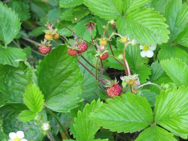 Bosaardbei-pot-10-5cm-Fragaria-vesca-