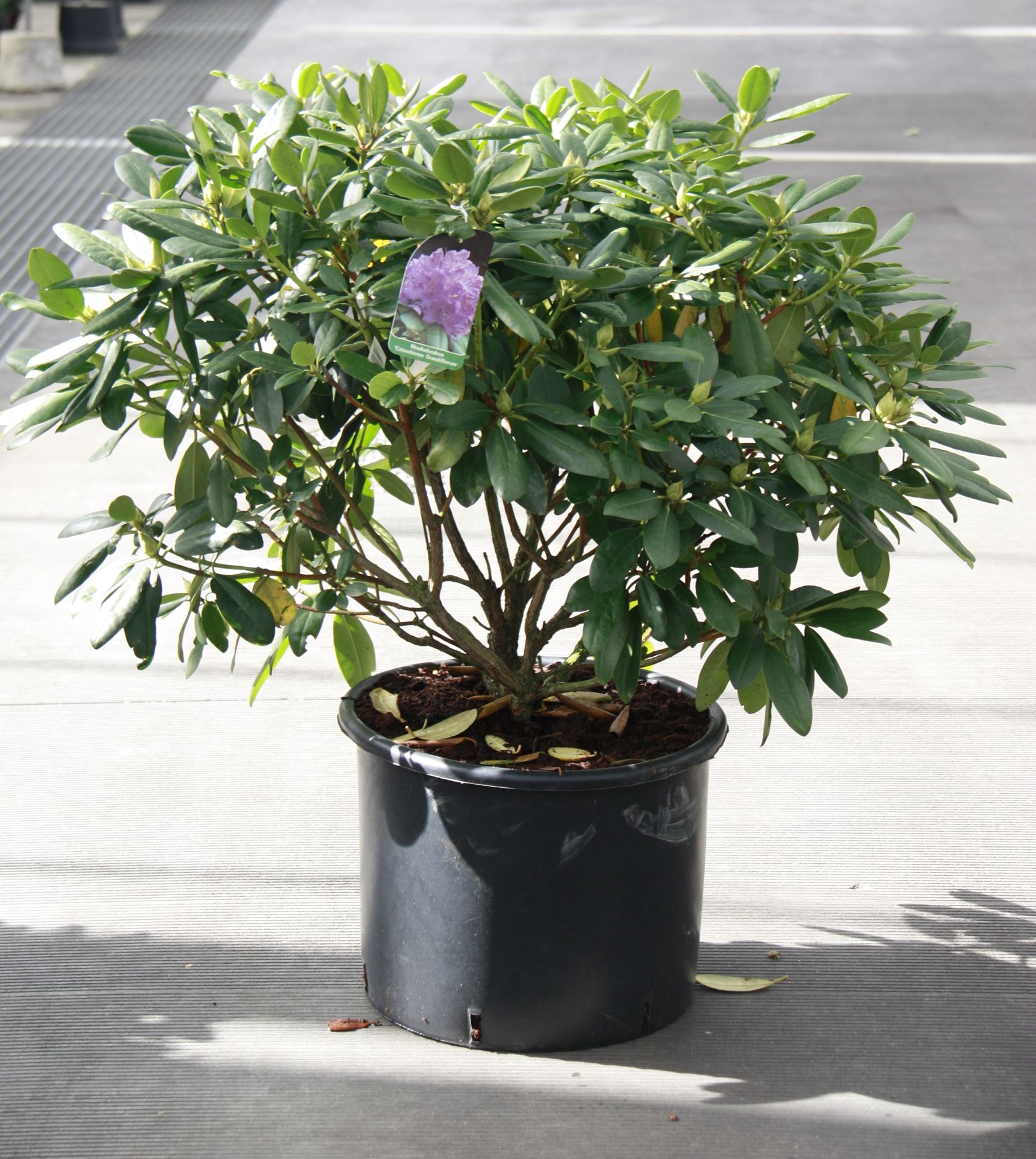 Rhododendron 'Catawbiense Grandiflorum' - pot 30L - 80-100 cm