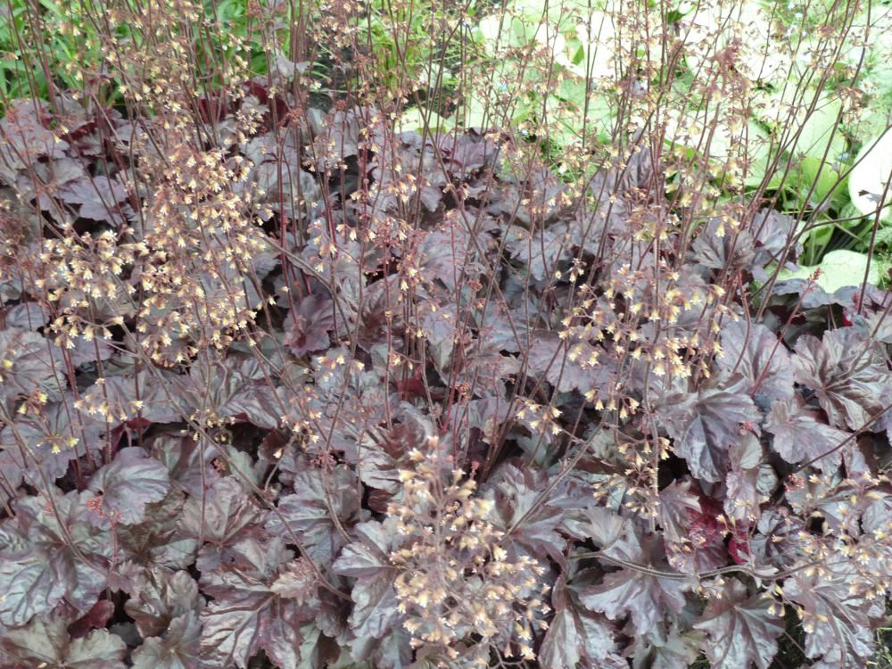 Plantenfiche-Heuchera-Obsidian-