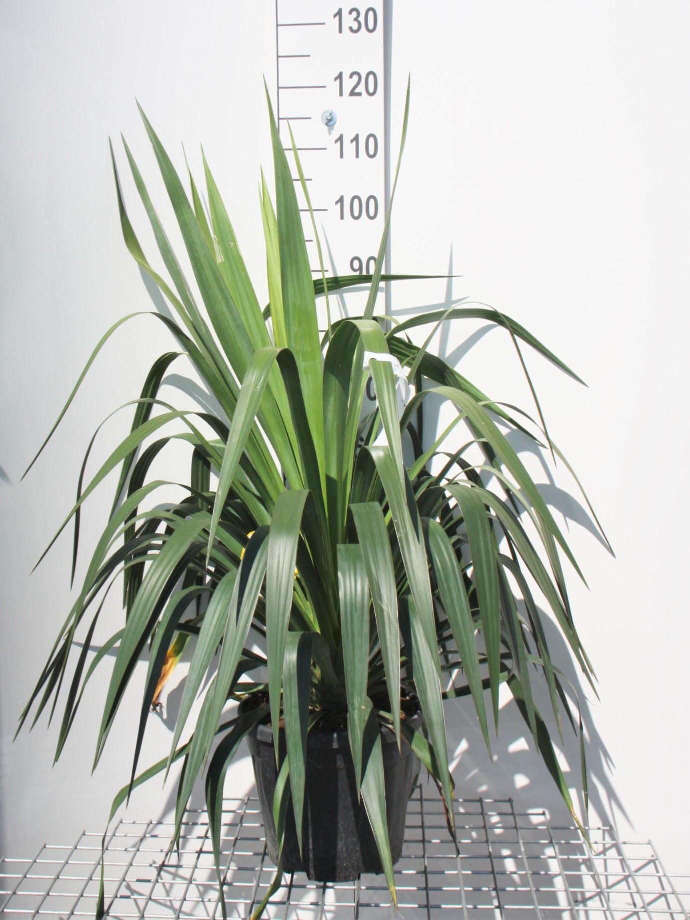 Yucca gloriosa - pot 10L - 50-60 cm
