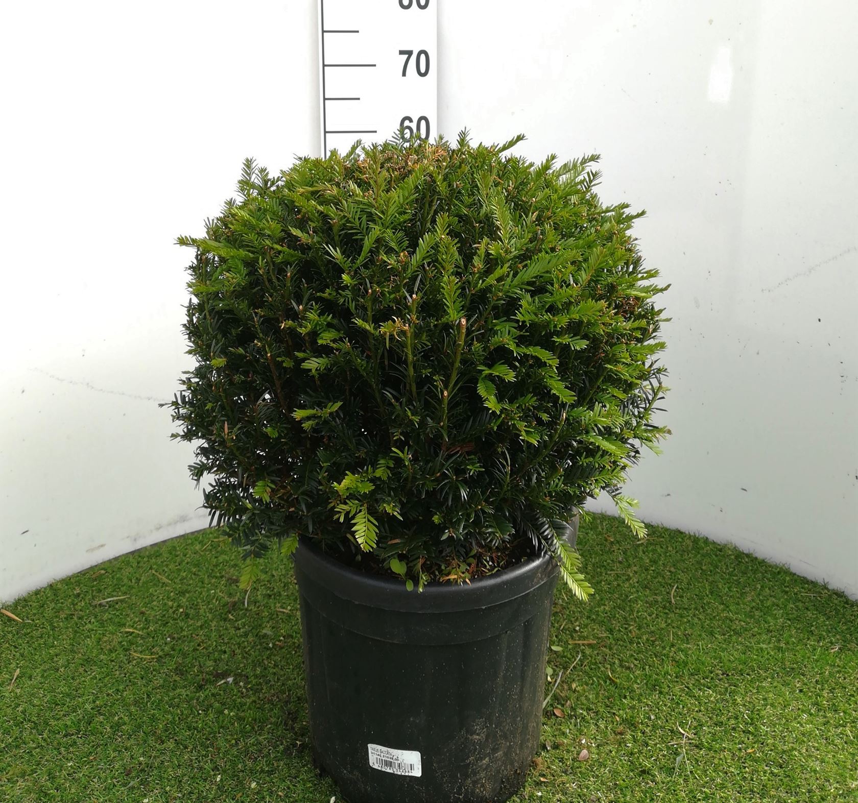 Taxus baccata - pot - spherical shape - ø40+ cm