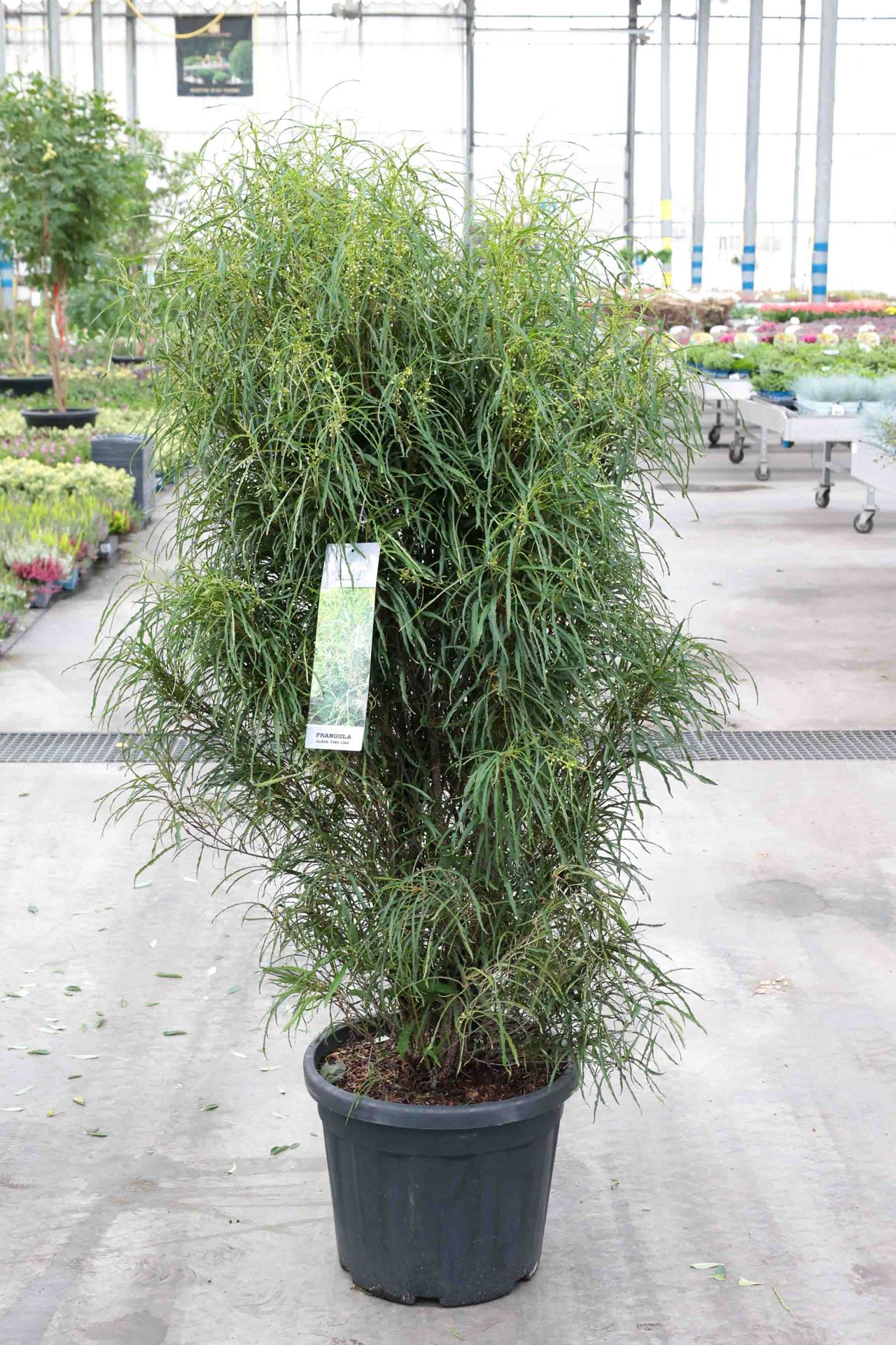 Frangula alnus 'Ron Williams' (Fine Line) - pot 35L - 125-150 cm